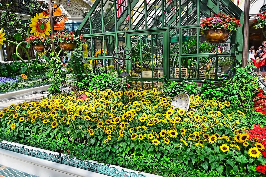 Bright beds of sunflowers and flowers in front of a green glasshouse inside the Bellagio Conservatory