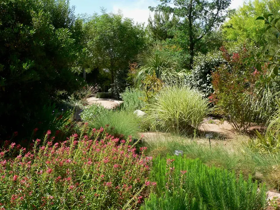 Desert plants, grasses and flowering shrubs along a garden path at Springs Preserve