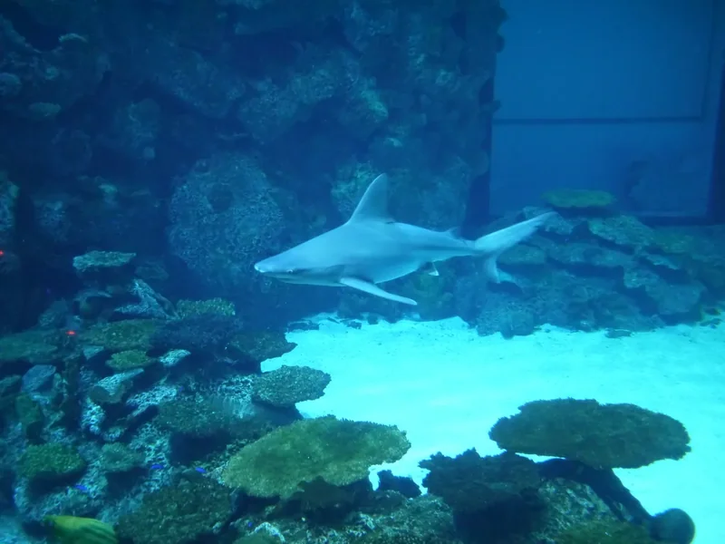 A shark swimming over coral in a big blue tank at Shark Reef Aquarium