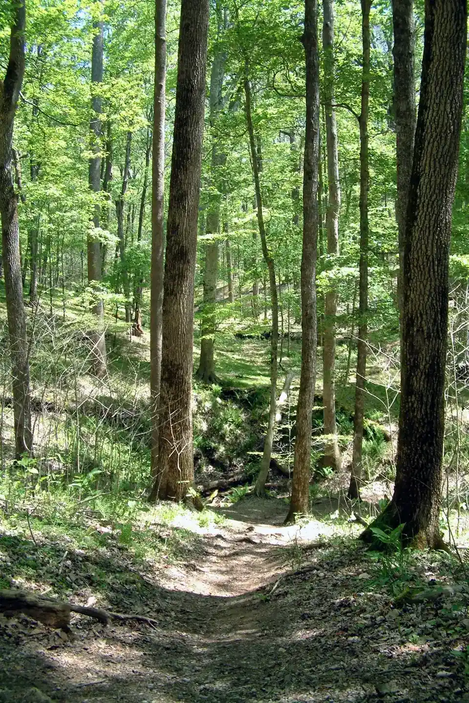 Green forest trail on the surface above Mammoth Cave