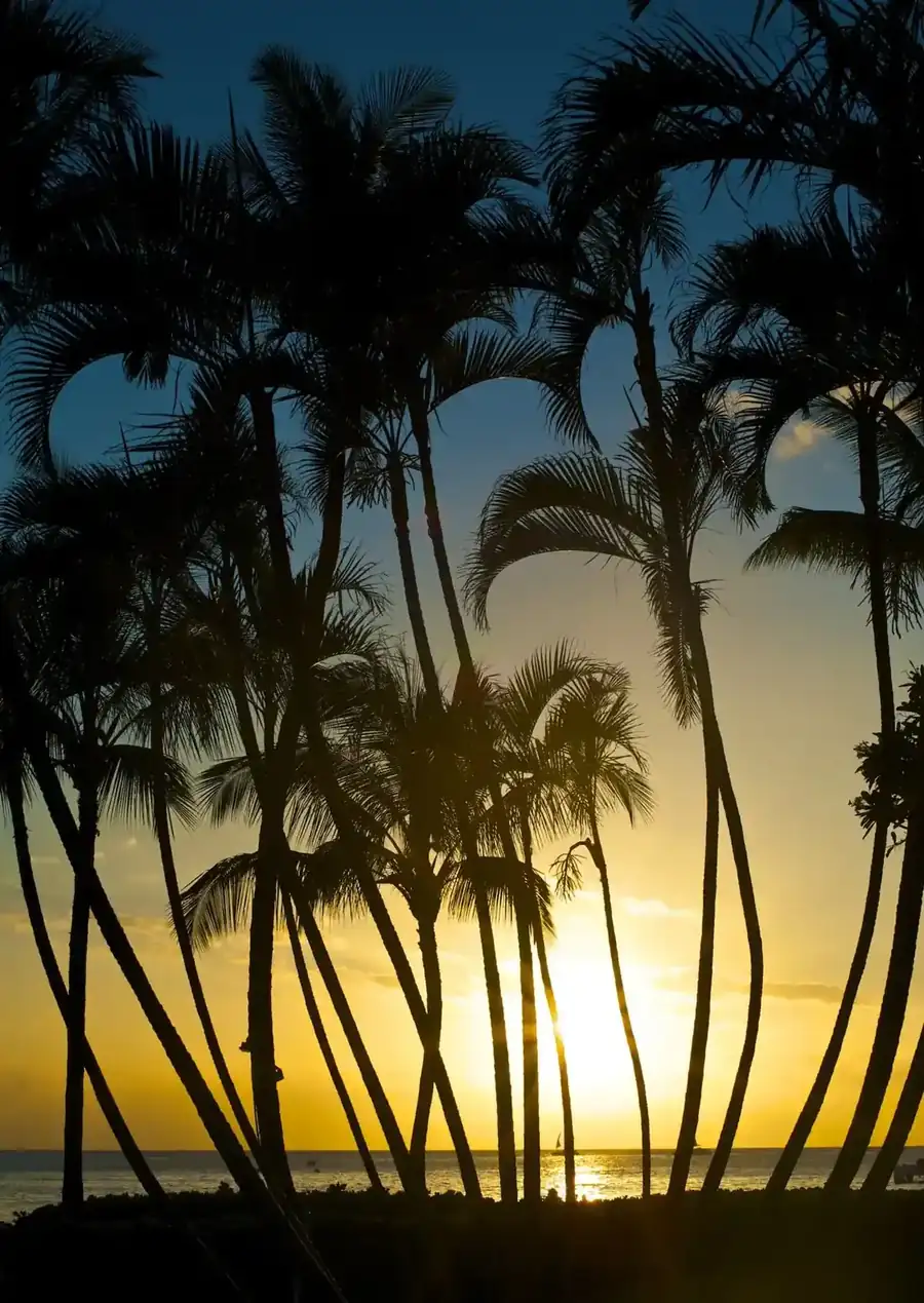 Palm silhouettes against a golden Maui sunset over the ocean