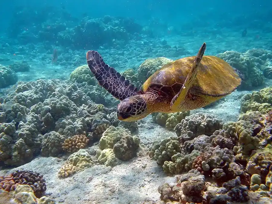 Hawaiian green sea turtle swimming over the reef