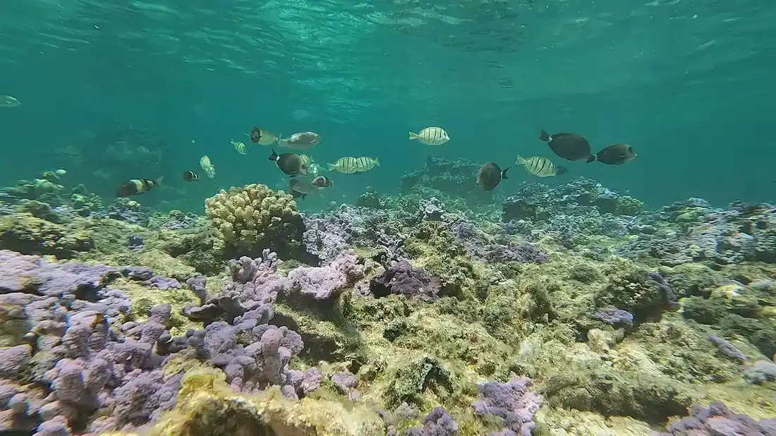 Coral reef in clear Hawaiian water