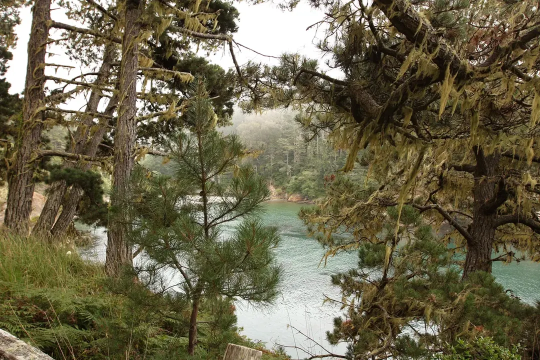 Cypress trees and a view down into the gulch and cove at Russian Gulch State Park