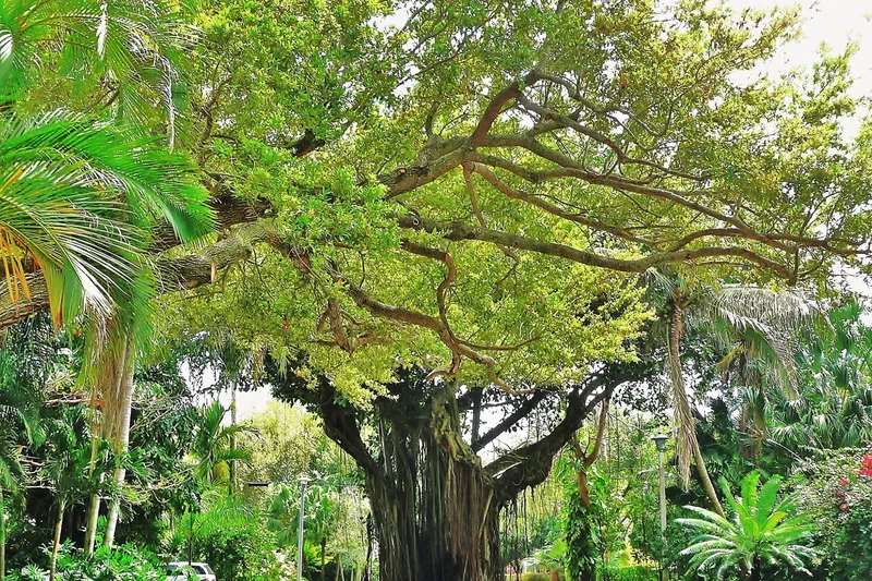 A shady street in Coconut Grove under a spreading banyan tree