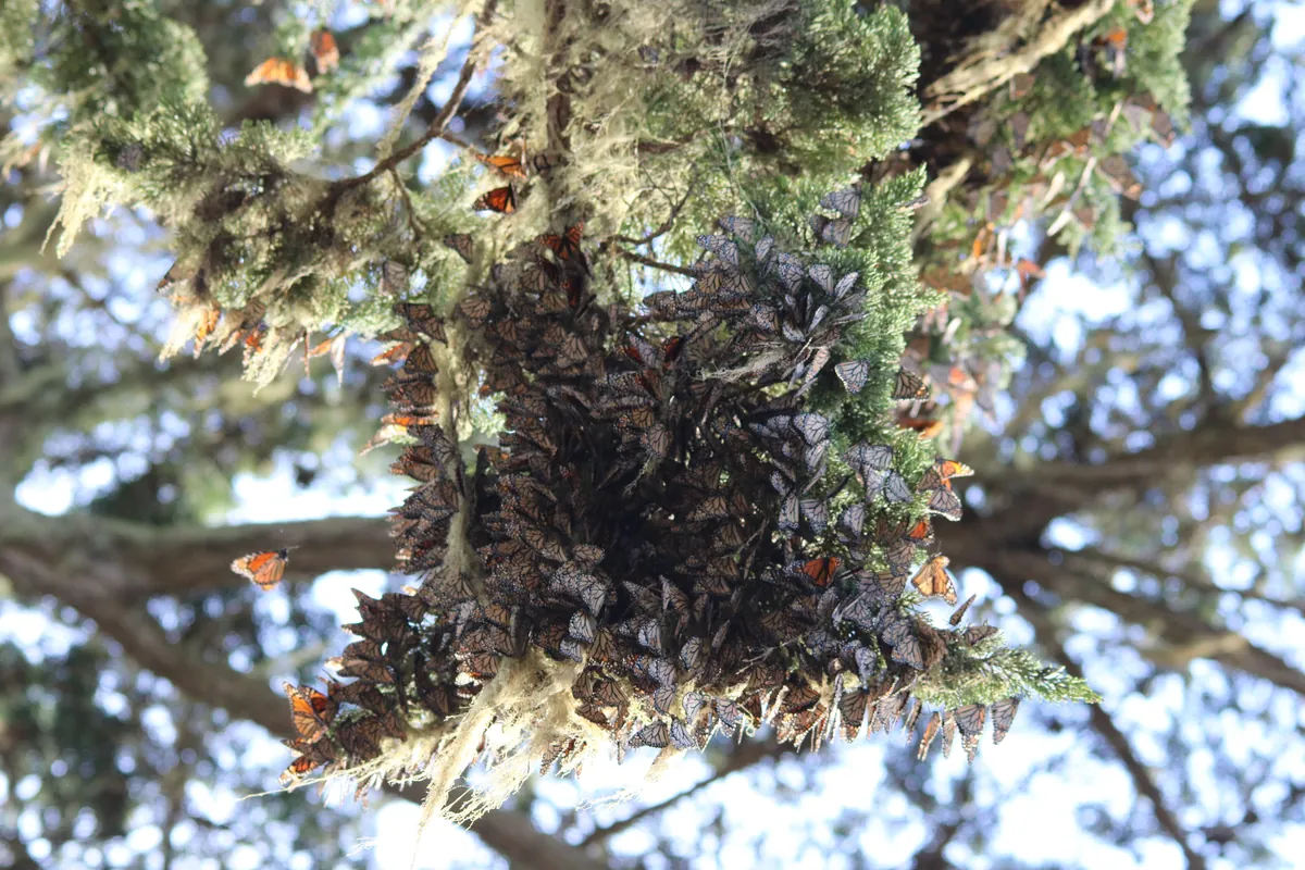 Clusters of orange monarch butterflies on tree branches in Pacific Grove, California
