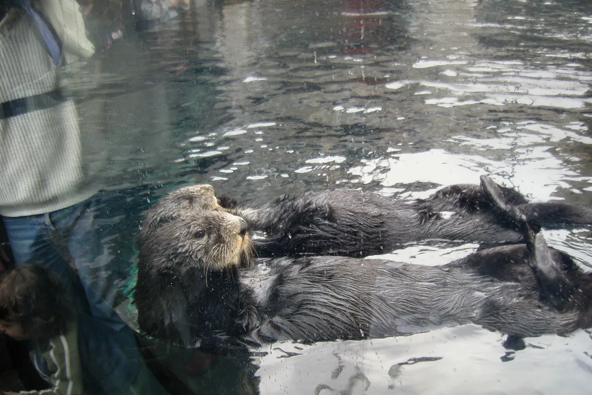 Sea otters floating at the Monterey Bay Aquarium
