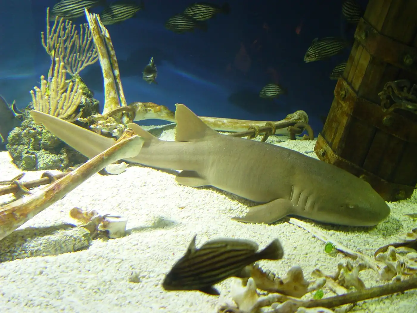 A nurse shark gliding through a tank at Ripley's Aquarium