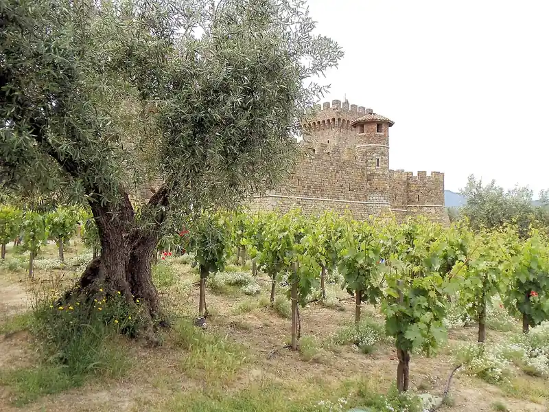 Castello di Amorosa among the vines