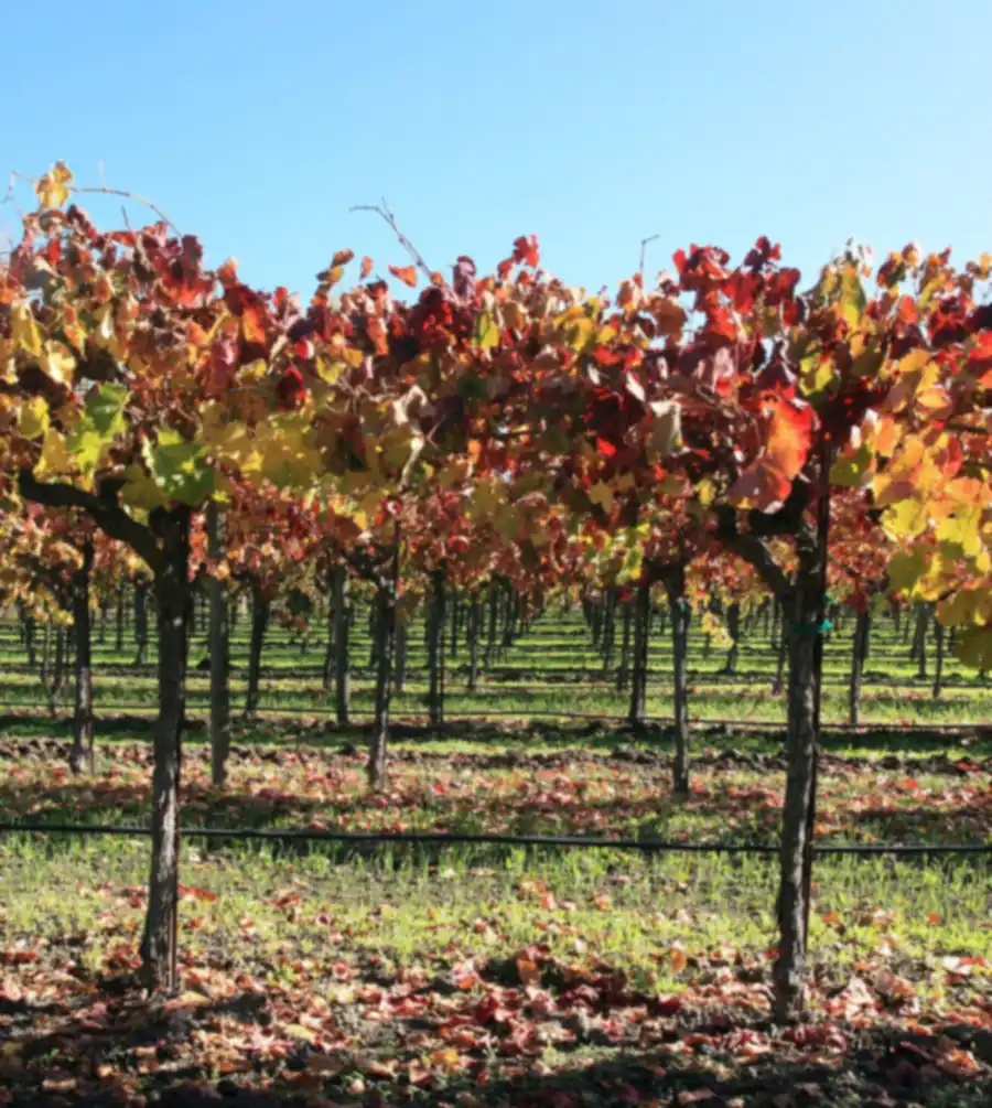 Autumn vine rows in Napa Valley, leaves turning gold and red