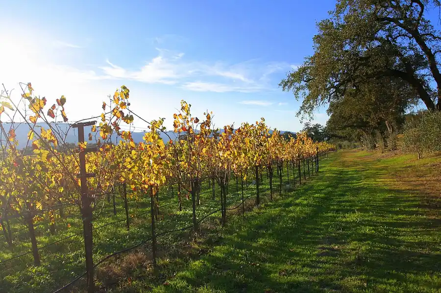 Vineyard rows in autumn