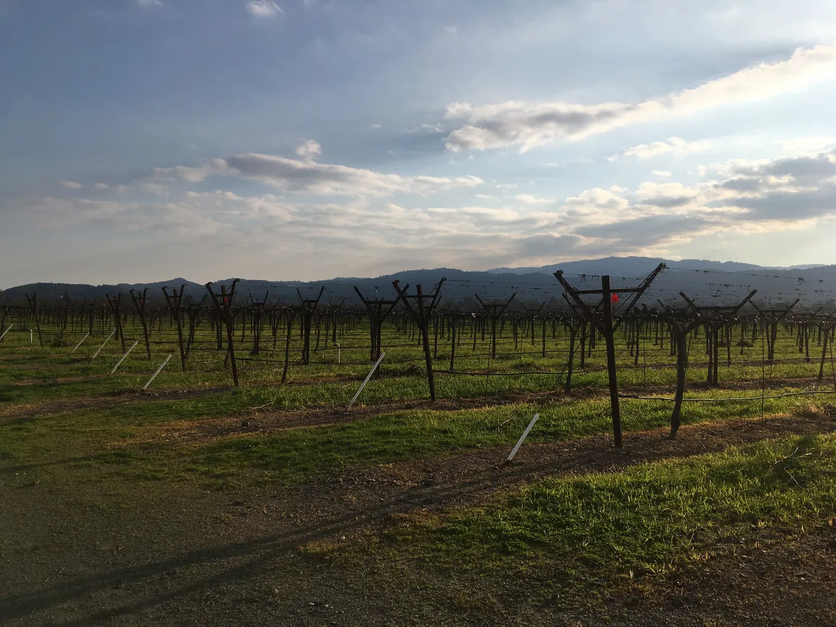 Rows of vines on the Napa Valley floor in late afternoon light with hills behind