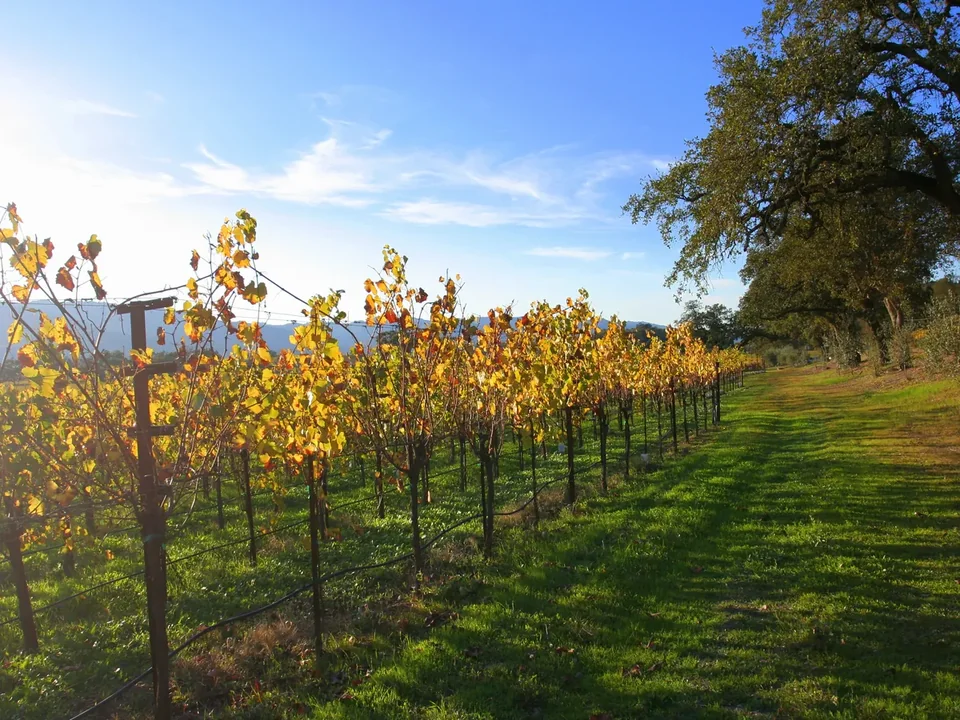 Close view of a grapevine on its trellis wire above the vineyard soil