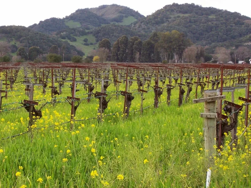 Yellow mustard flowers blooming between rows of bare vines in spring