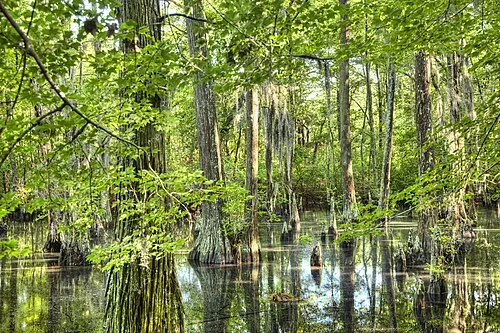Cypress swamp along the Natchez Trace