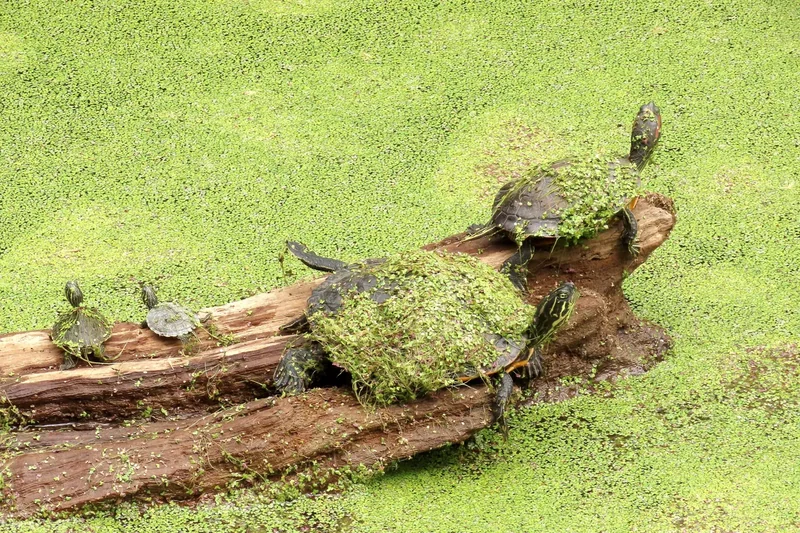 Turtles at Audubon Zoo in New Orleans