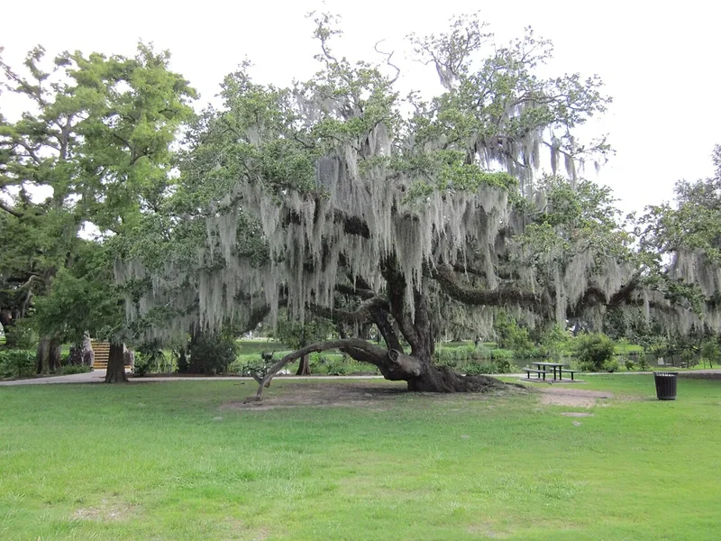 A huge live oak draped in Spanish moss on an open lawn in City Park, New Orleans