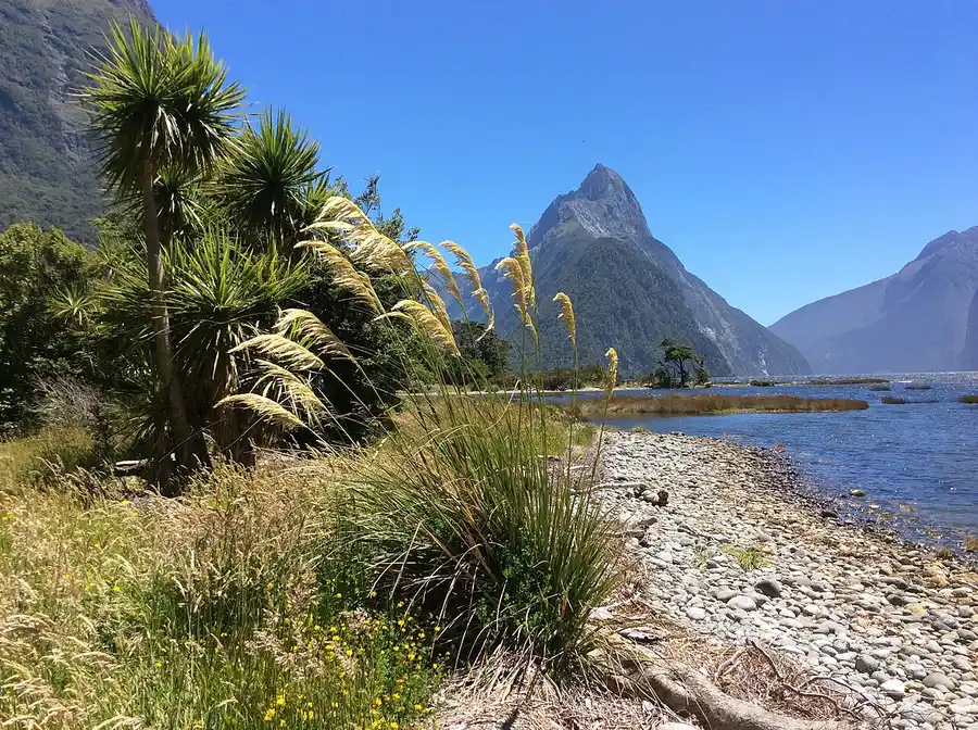Mitre Peak rising over Milford Sound, framed by native cabbage trees and toetoe grass