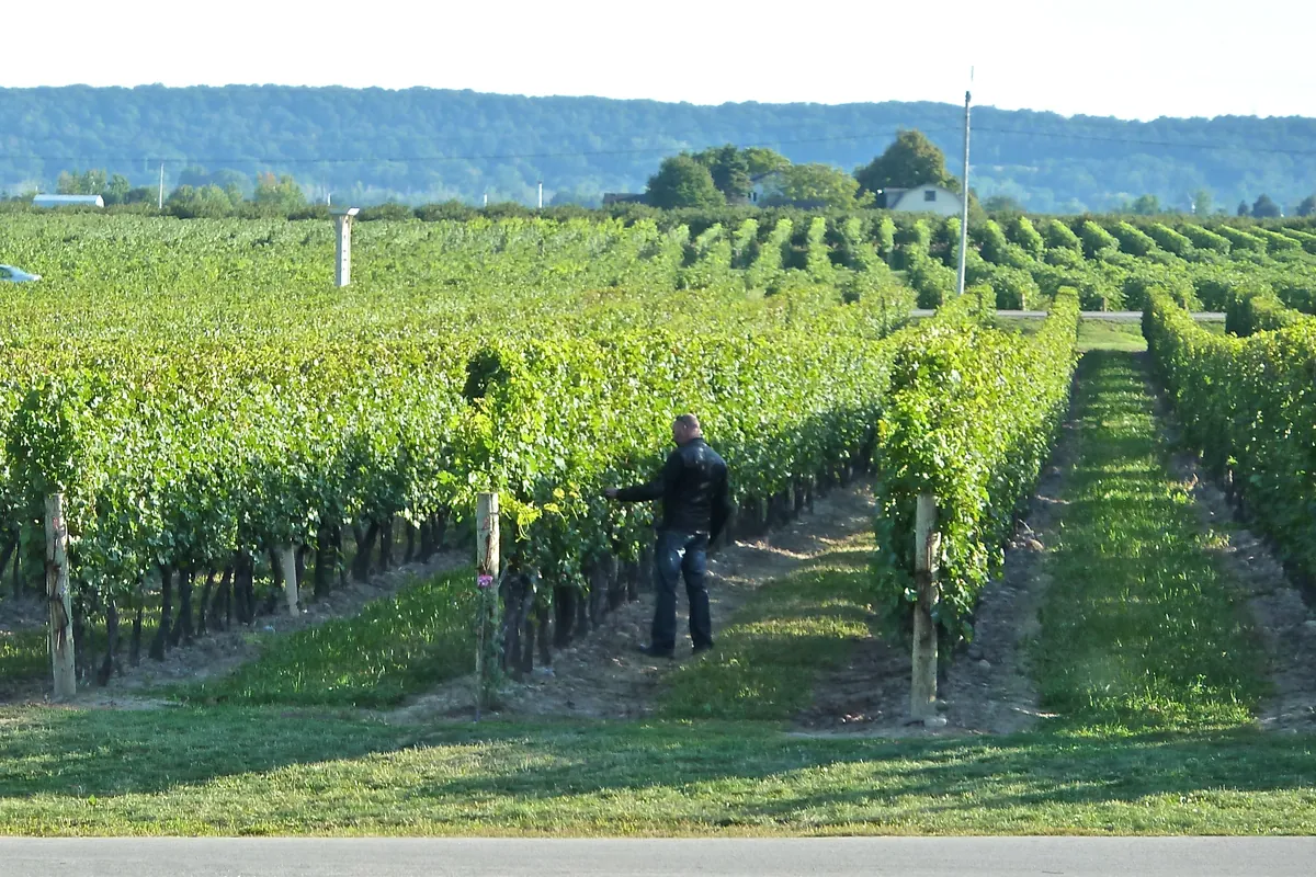 Rows of vines at a winery near Niagara-on-the-Lake
