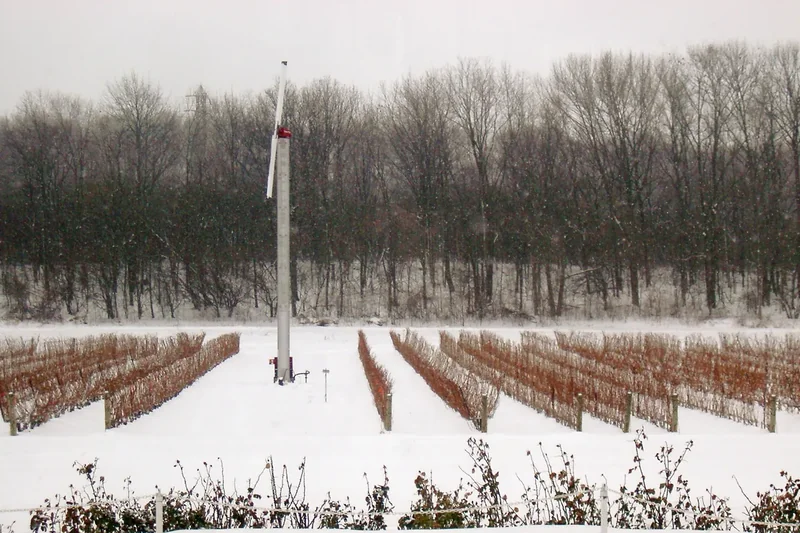 A windmill above rows of vines kept for icewine in winter