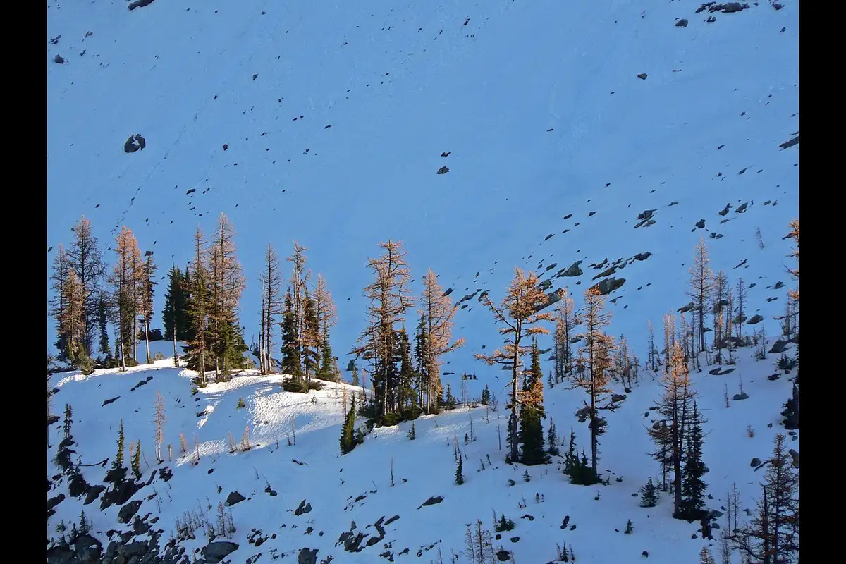 Subalpine larches in the North Cascades high country