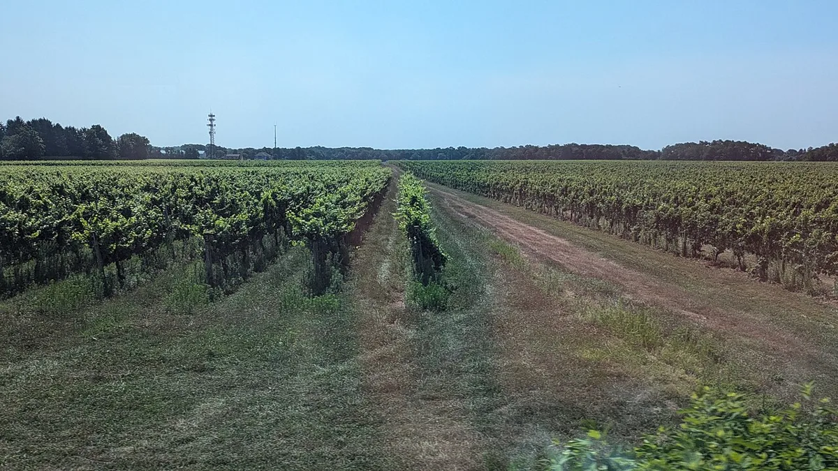 Long rows of grapevines stretching away across flat North Fork farmland under a clear sky