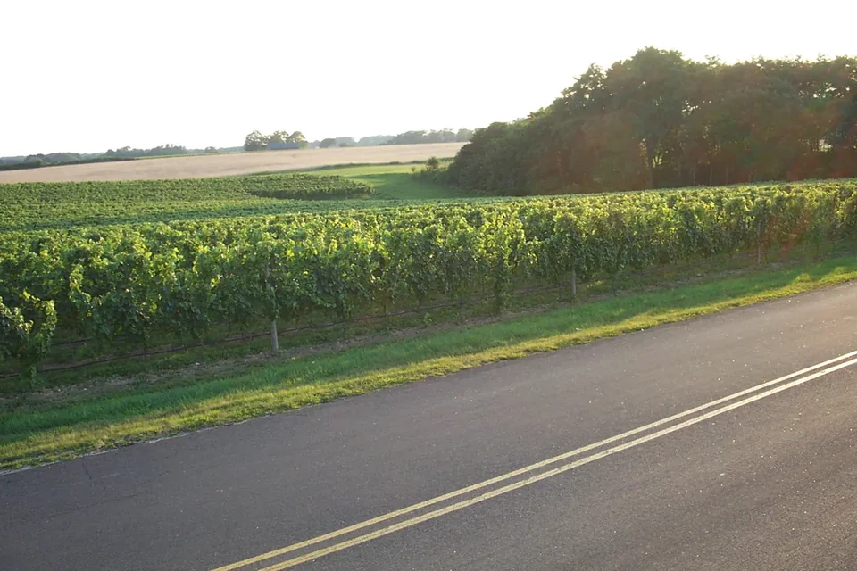 A North Fork vineyard beside a quiet two-lane road in Cutchogue, with green vine rows and trees behind