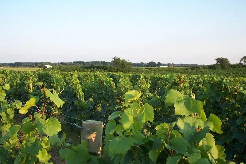 Close rows of green grapevines in a Cutchogue vineyard under a pale sky