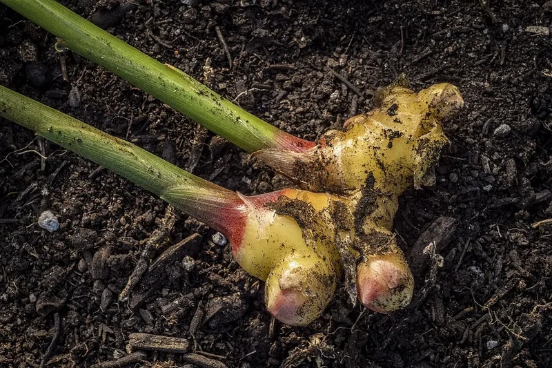 Fresh ginger root with pink-tipped stems lying on dark soil at Sang Lee Farms