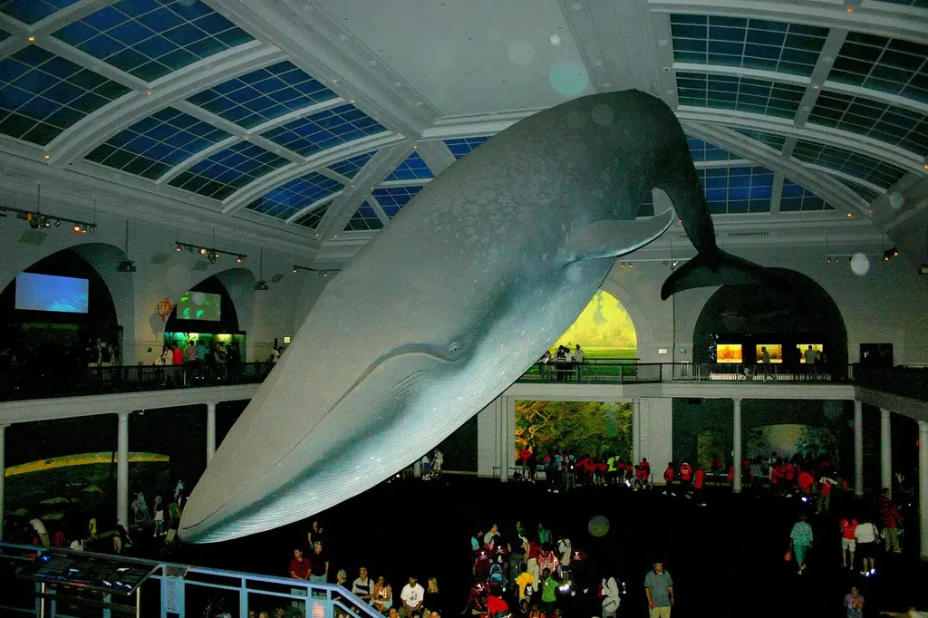 The blue whale model in the Milstein Hall of Ocean Life