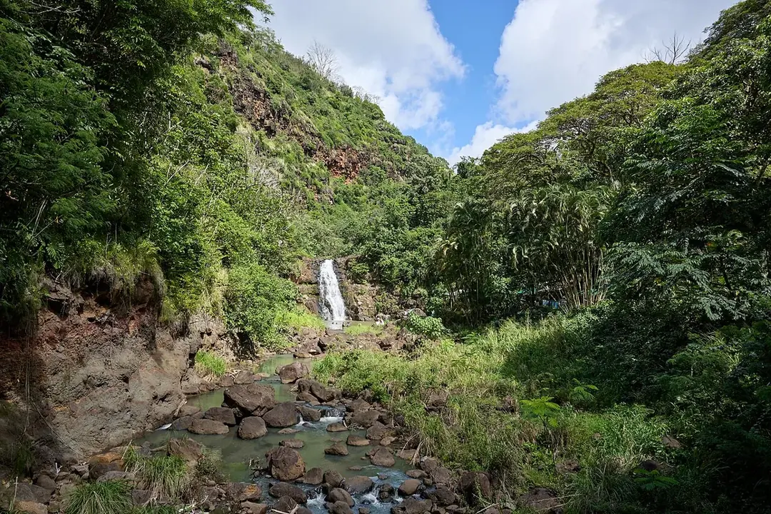 Waimea Falls dropping into a pool at the head of a green valley on the North Shore