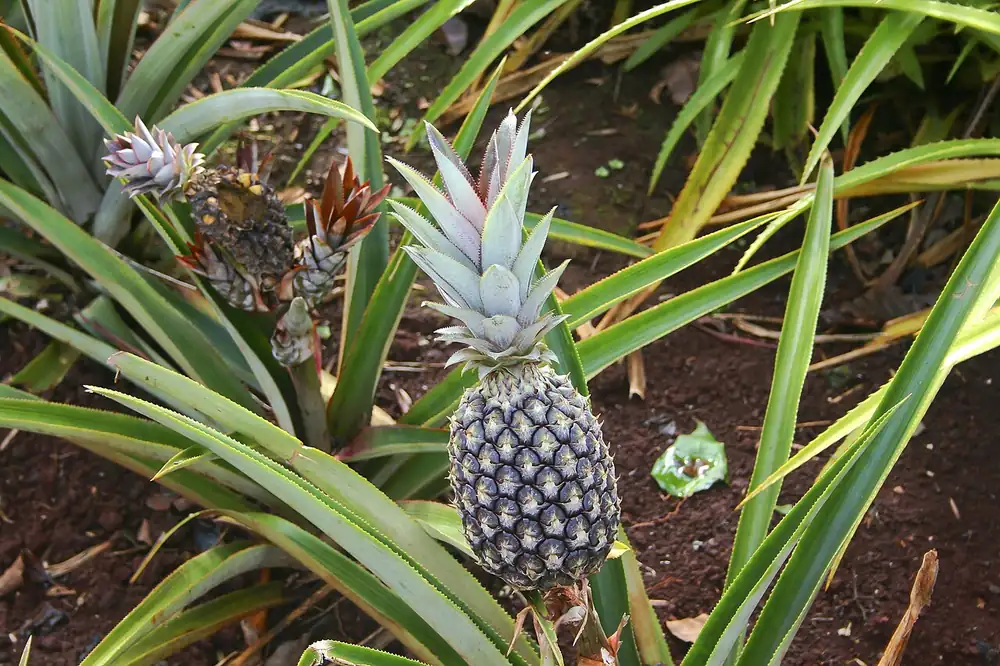 A pineapple ripening at Dole Plantation