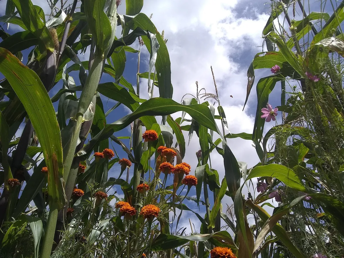 A cornfield edged with orange cempasúchil marigolds in the Oaxaca valley
