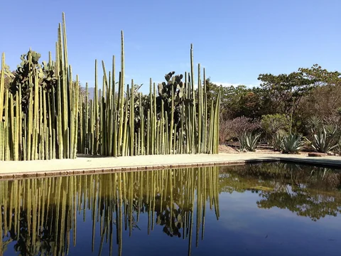 Organ cactus around a pond in the Jardín Etnobotánico de Oaxaca