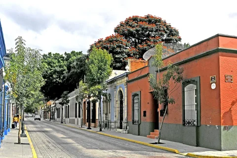 A street in Oaxaca de Juárez under an African tulip tree in orange flower