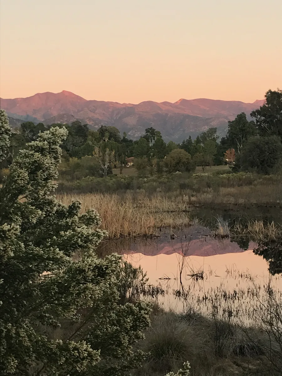 The Topatopa bluffs glowing pink at dusk above a pond and trees at Ojai Meadows Preserve