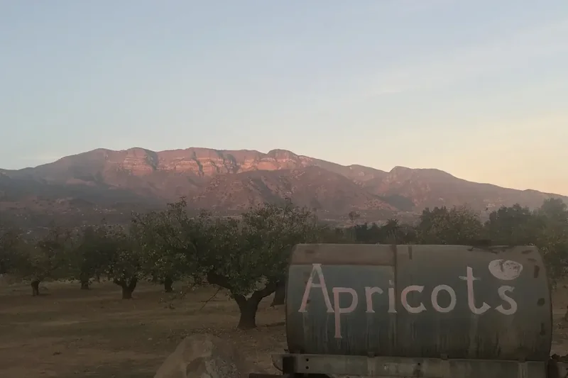 The Topatopa Mountains lit pink above an orchard at dusk, seen from Upper Ojai