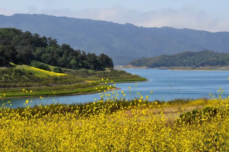 Lake Casitas with yellow wildflowers in front and wooded hills behind