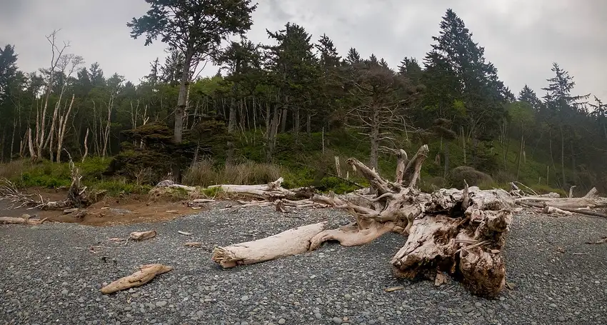 Driftwood scattered across Rialto Beach