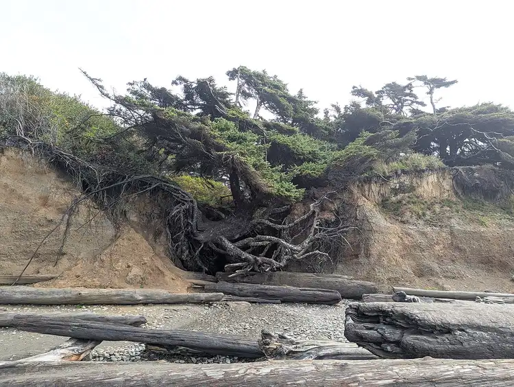 The Tree of Life, a Sitka spruce spanning an eroded sea cave at Kalaloch