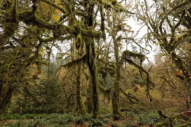 Moss-draped maples along the Hall of Mosses trail in the Hoh Rainforest