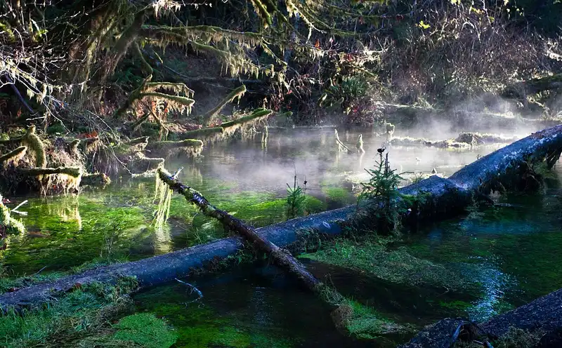 Rain-soaked mossy forest in the Hoh Rainforest