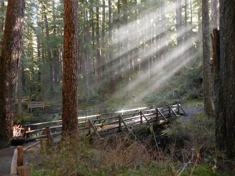 Sunbeams through old growth on the Sol Duc Falls trail