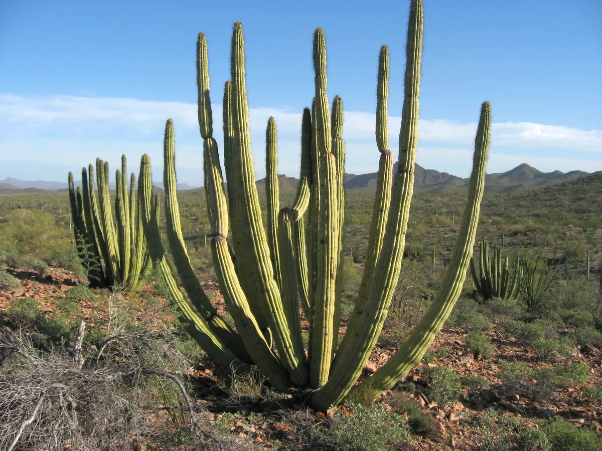 A many-armed organ pipe cactus on a desert slope beside North Puerto Blanco Drive
