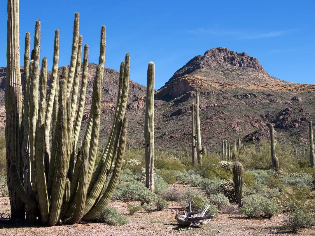 The jagged Diablo Mountains above a desert slope of organ pipe cactus and saguaro along Ajo Mountain Drive