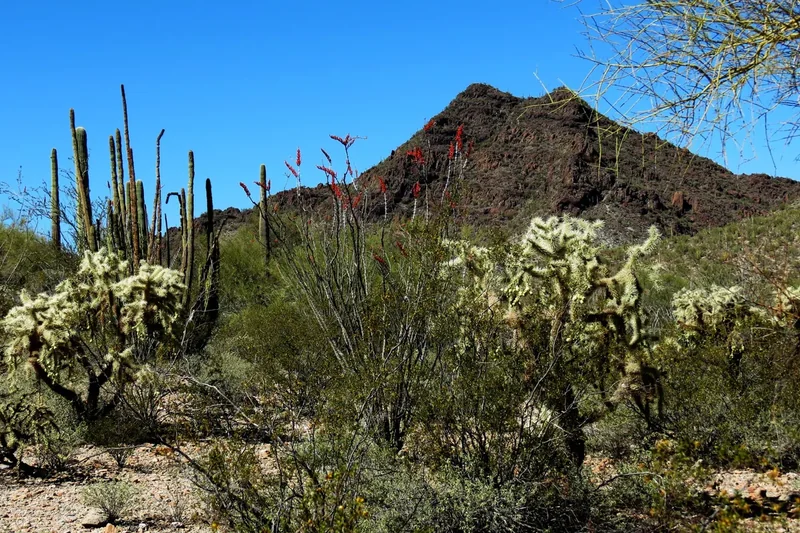 Cholla cactus glowing in sunlight in front of a rocky peak in Organ Pipe Cactus National Monument