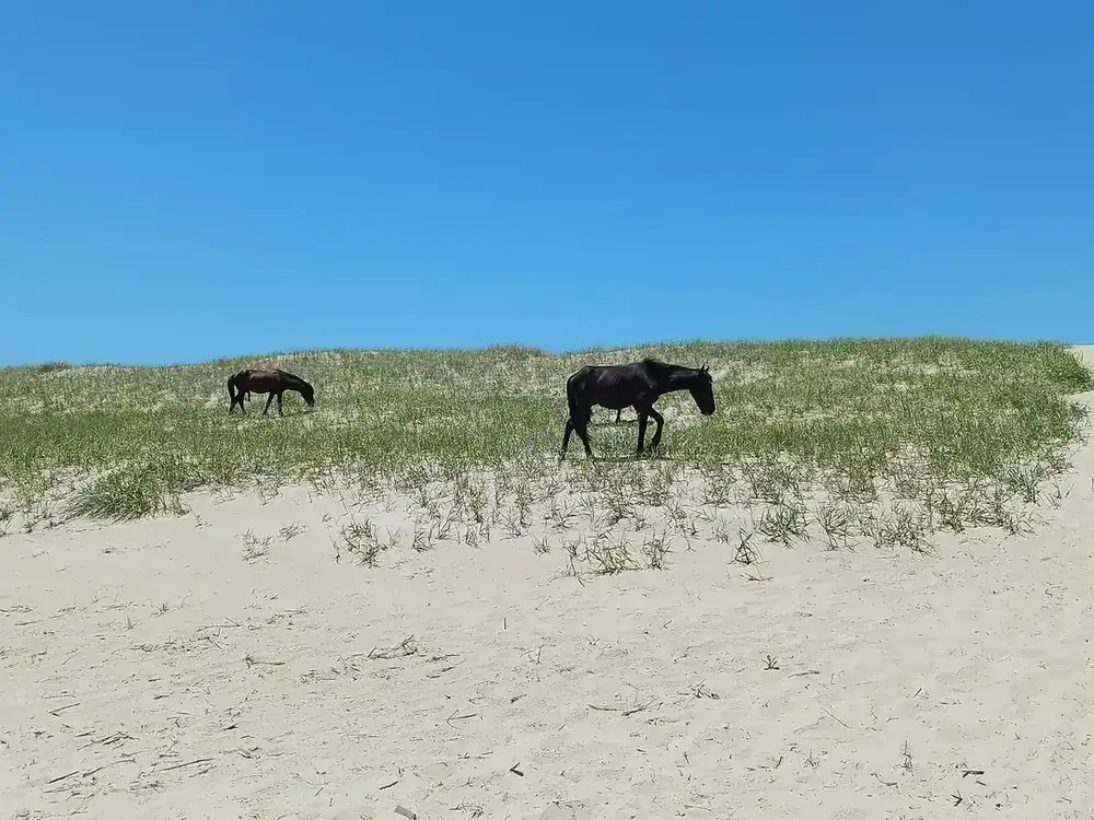 Wild Banker horses on the beach at Corolla