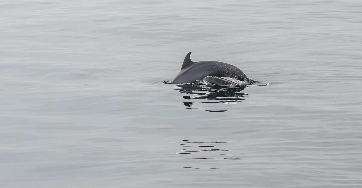 A bottlenose dolphin mother and calf in the Gulf of Mexico