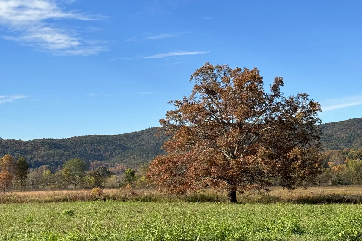 An autumn tree in an open field in Cades Cove with wooded ridges behind