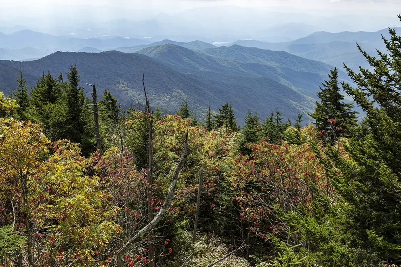 Blue ridges and evergreen forest seen from Kuwohi in the Smokies